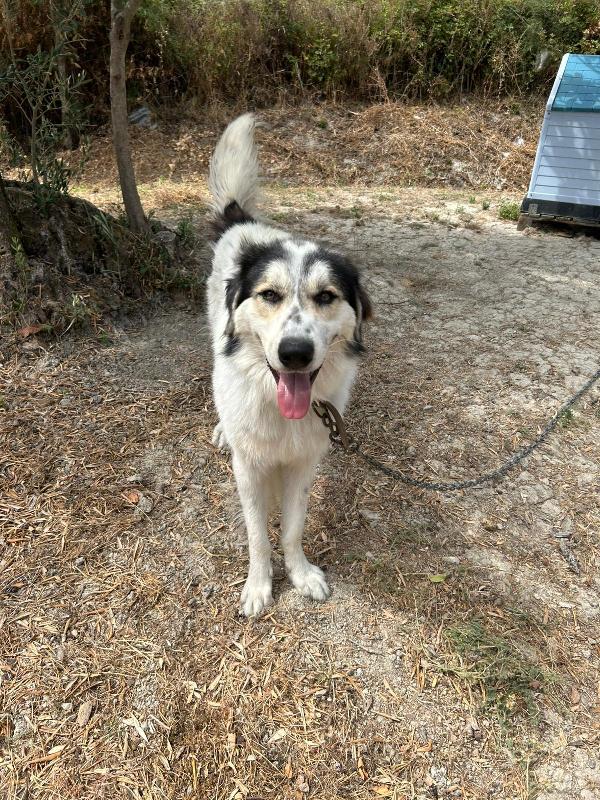 Pablo Vivo Legato A Catena!!!! Condividi, Ospitami, Adottami!!! Aiutami!!! 🚨 